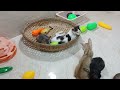 CLASSIC Dog and Cat Videos🐶😻1 HOURS of FUNNY Clips🤣🥰