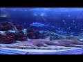 Sea World Shark Encounter Underwater Viewing & Aquarium (Dia & Movie Show)