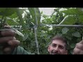 Testimonio de agricultor de pimiento 🫑 en un cultivo de Almería, España 🇪🇸