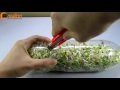 Using a coca cola bottle to grow bean sprouts at home - Amazing life hack!
