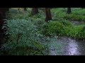 The beautiful forest is raining(200) , sleep, relax, meditate, study, work, ASMR