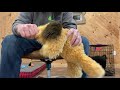 Jim Hodges Dog Training  Puppy Do's and Don'ts | Puppy Play Biting