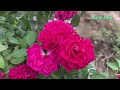 Try planting rose branches | How to grow roses with branches