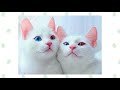 Khao Manee Cat VS. Turkish Angora Cat