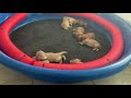 My puppy video I want to see you guys