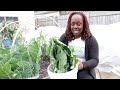 Growing Collard Greens | Things to Know + Bonus Tip