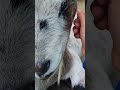 Goat 🐐 are the sweetest animal 😍 #goat #animallover #viralvideo #share #trending ❤️❤️