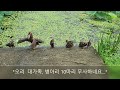 #애들아,  빨리 숨어라... #왜가리 공경을 피한 오리 대 가족... #왕송 호수 오리대 가족, 새끼 10마리가 무사하네요...