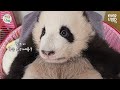 A genius baby panda who understands names | #Pandawassong #Panda