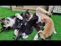 Rescued kittens fighting for milk so cute and funny