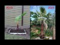 11 Years Timelapse of my Mexican fan palm @ Belgium