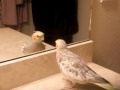 cockatiel found reflection