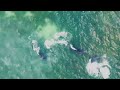 Dolphin & shark almost collide 🦈💦🐬 6/26/24.  7:15 pm Dunedin Causeway