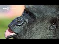 Scientists Discover That Gorillas Hum When Eating Food *MUST WATCH*