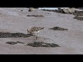 Waders of Northumberland