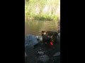 German sheapards swimming in pond
