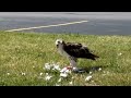 Hawk eats bird