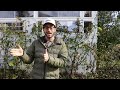 How Much to Prune a Fig Tree: WATCH THIS before Cutting