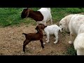 Baby goats meet some of the herd