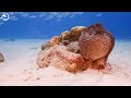 Aquarium 4K (ULTRA HD) - The Most Beautiful Fish In The World, The Ultimate Underwater Escape