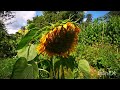 A very Weedy Garden of Wild Edibles