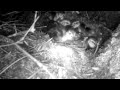 Raccoon plucks Mallard duckling from nest