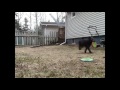 Pepper Catching A Frisbee at 5 months.