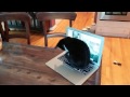 Epic Attack - Cat vs Laptop