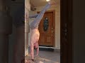 kick up to wall for handstands