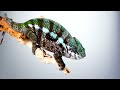 Can you Guess these 10 Reptiles? | Reptiles Video | Reptiles of the World