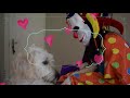 Jack in The Box Prank on My Dogs! FUNNY REACTIONS! Zeus The Greedy Husky