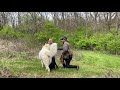 Great Pyrenees | Is It Right For You?