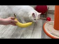 Does the white cat like bananas 😹 You Laugh You Lose 😅