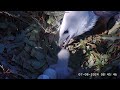 Sea EagleCAM ~Bielik białobrzuchy, Sydney - pierwsze karmienie maluszka SE33 🐥🥚 2024 08 07