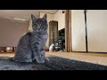 Cat Loves Owner | Life in Japan | #9