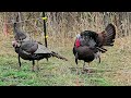 Eastern Wild Turkey Flock Strutting in Grandma's Garden (uh oh!)