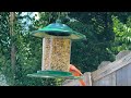 How to Put Bird Feeder Hanger to Attract Cardinals | EASY ZERO COST DIY PROJECT