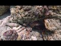 Shy octopus during snorkeling, Malahini Kuda Bandos, Maldives (February 2022)