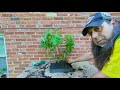 🌱Backyard Bonsai #5 🌱 How to make a small Maple forest bonsai using very little money