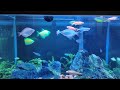 GG fish tank - all tetras
