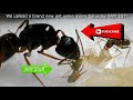 How A New Ant Hatches From Its Cocoon | AMAZING PROCESS