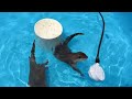 Otter LOVES Sprinkler and Gets Spun Right Round Baby Right Round!