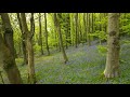 Bluebell wood in South Wales by Drone (4k)