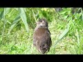 Looking for a Little Owl | RSPB nature Photography.