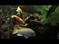 African cichlid brothers fighting
