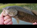 THE KANSAS ANGLER SMALLMOUTH BASS HITTING THE ZOOM WADEING ON THE RIVER IN THE MIDWEST