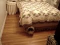 Pekingese attacks Dust Mop Everytime