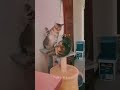 Angy kittys #funny #comedy #cute #cat