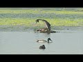 DOMAINE de CAREIL Part 2 / Oiseaux sauvages en Bretagne / Nikon Z9 180-600 mm f/5.6-6.3