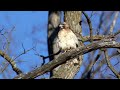 Red Tailed Hawk